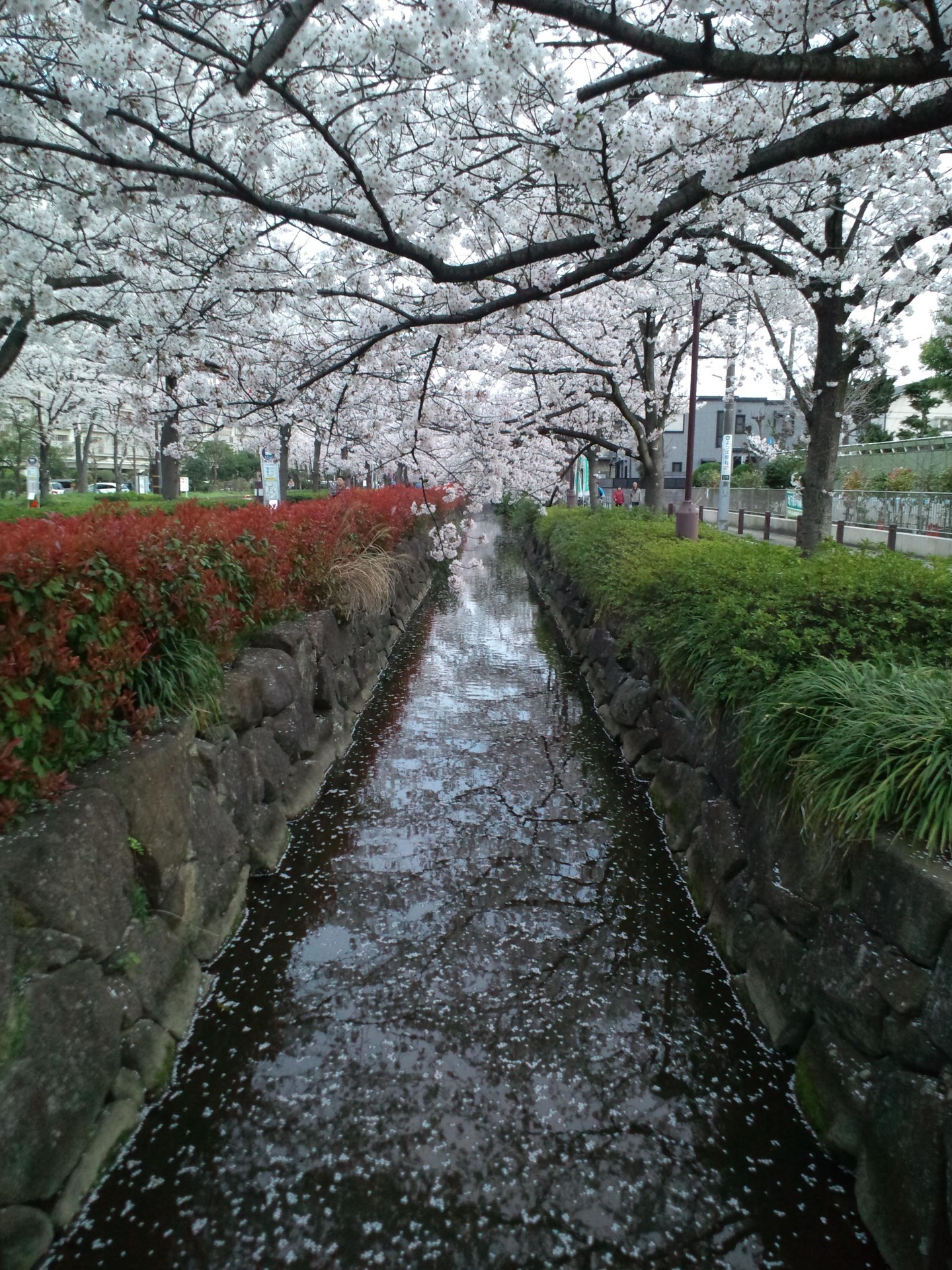 宇多田ヒカルというnature 桜流し 花束を君に 真夏の通り雨 感想 薄明光線