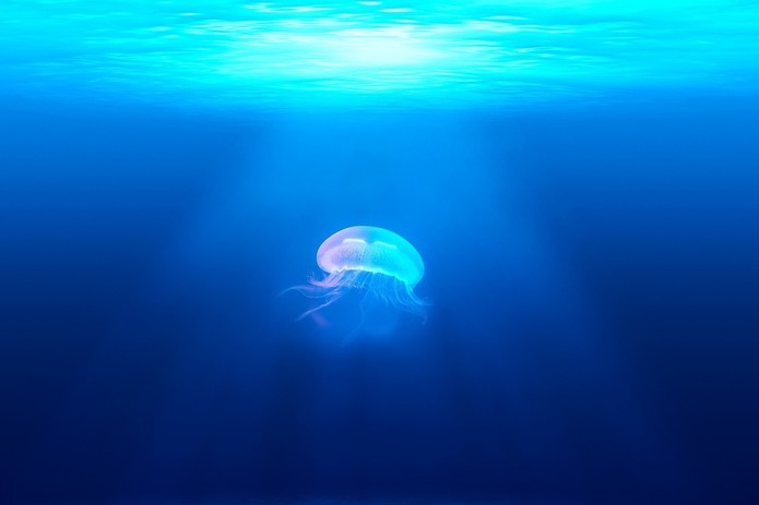 jellyfish-931886_1280.jpg